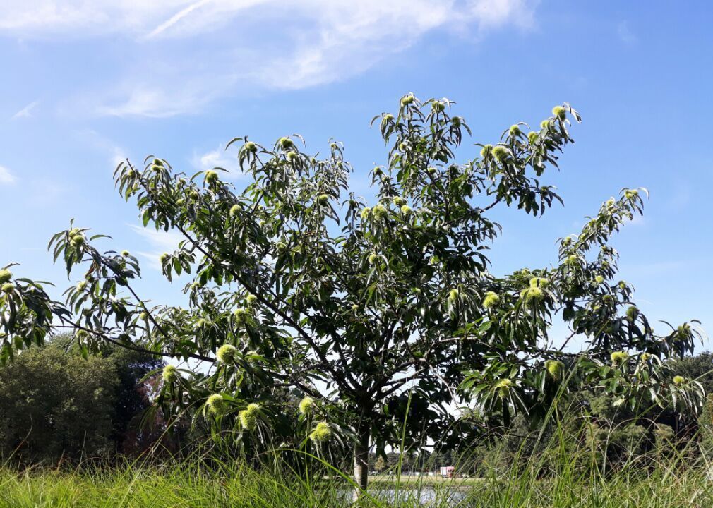 Answer: Tree #2